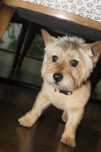 A photo of a dog